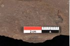 Foto (Detailansicht) von Graminea ? sp.  (NHMW-GEO-2024-0188-0393)